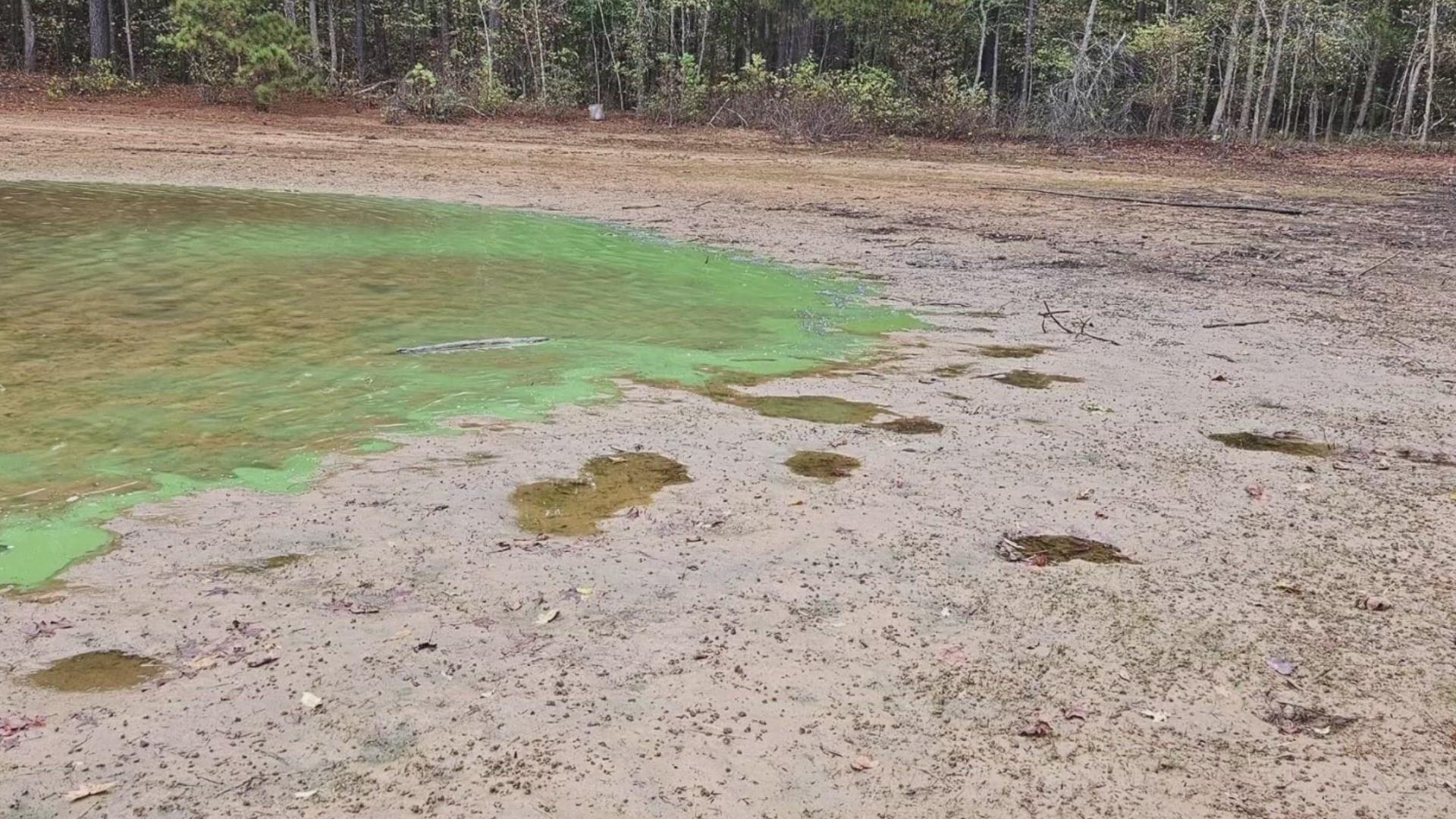 The algae is popping up because it has been warmer and there is so little rain.