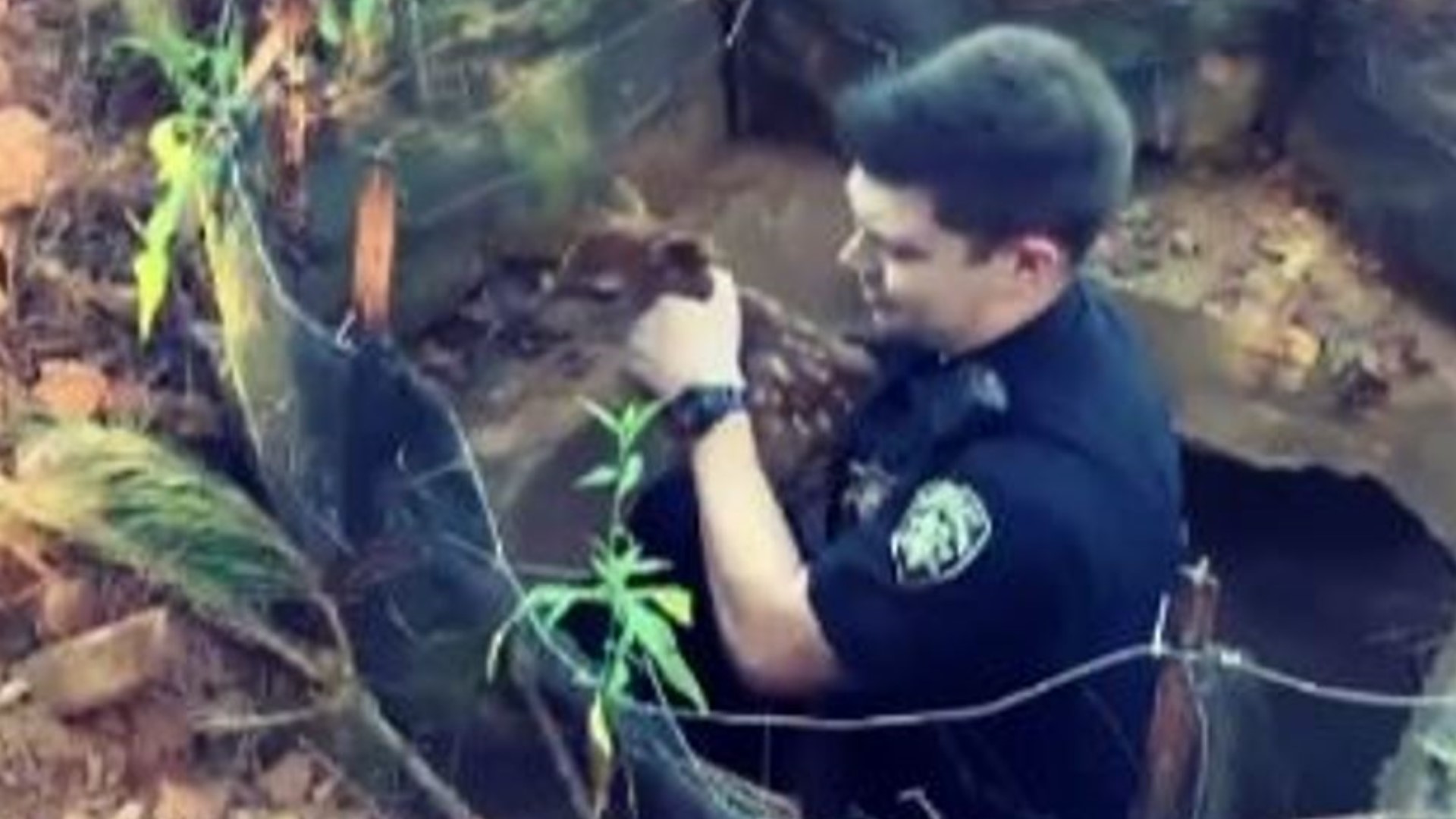 The Cherokee County Sheriff's Office posted the video of a deputy pulling a deer out of a utility hole.