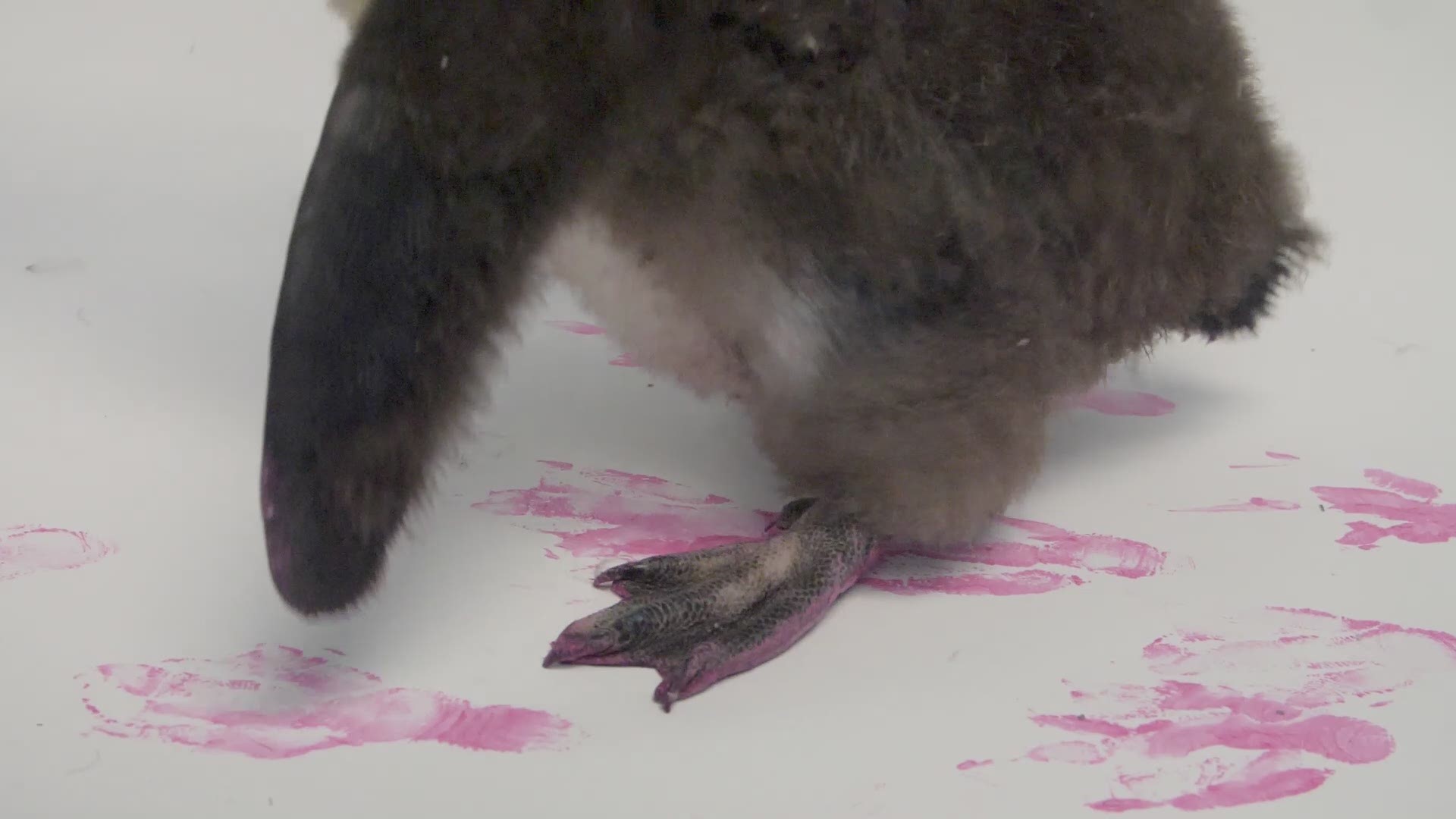 The aquarium used an adorable video for the gender reveal.