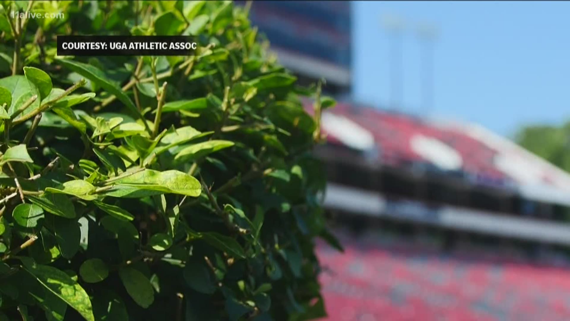 The field at Sanford Stadium is surrounded by lush green privet