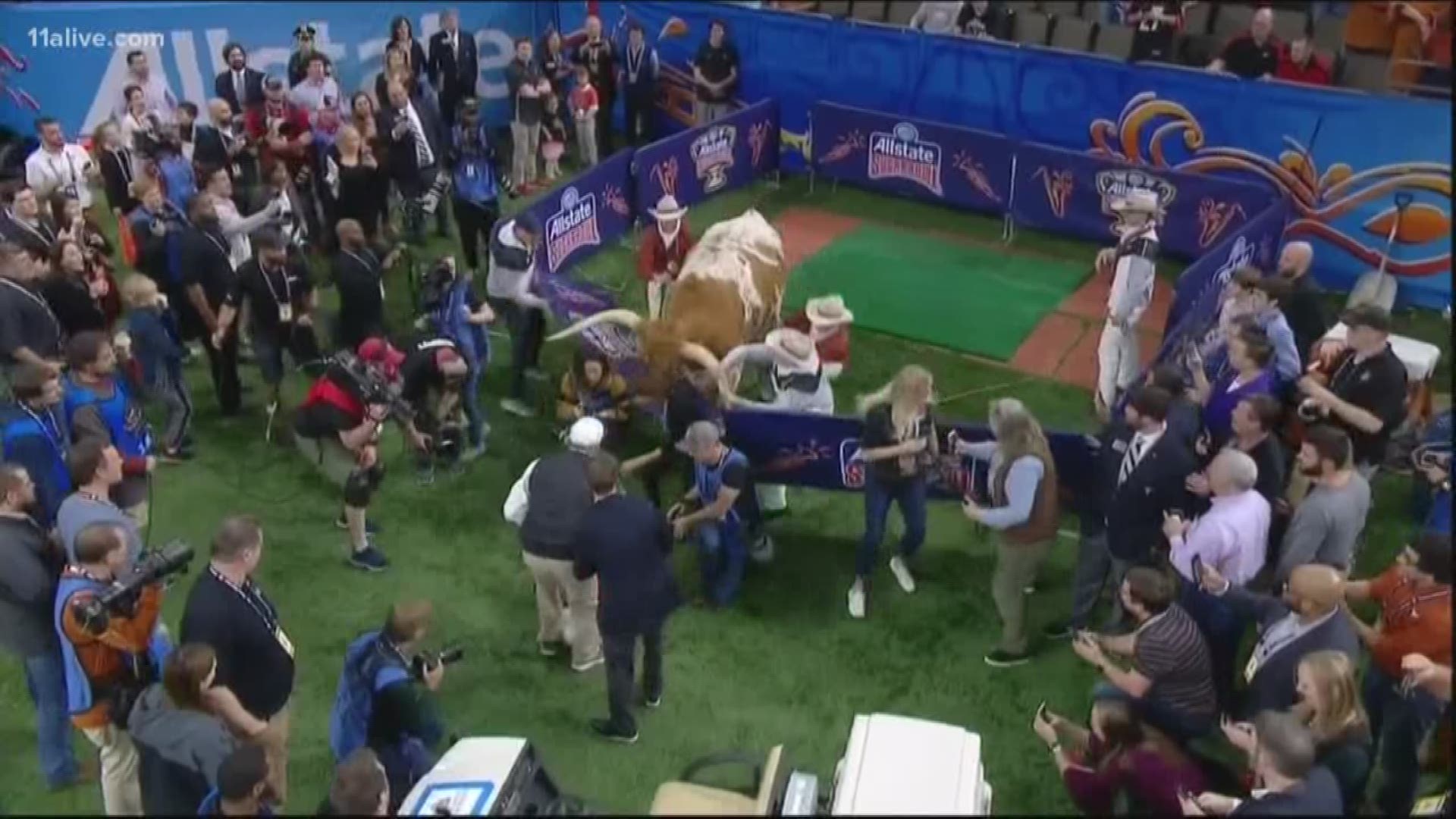 Bevo, the Texas Longhorns' longtime mascot, attacked Uga The Dog during the media's tight-quartered photo opportunity.