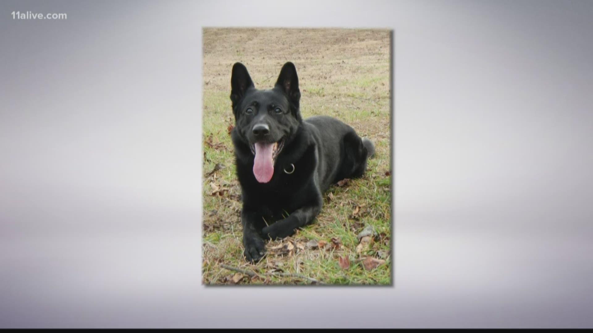 The retired K-9 ultimately passed away from kidney failure.