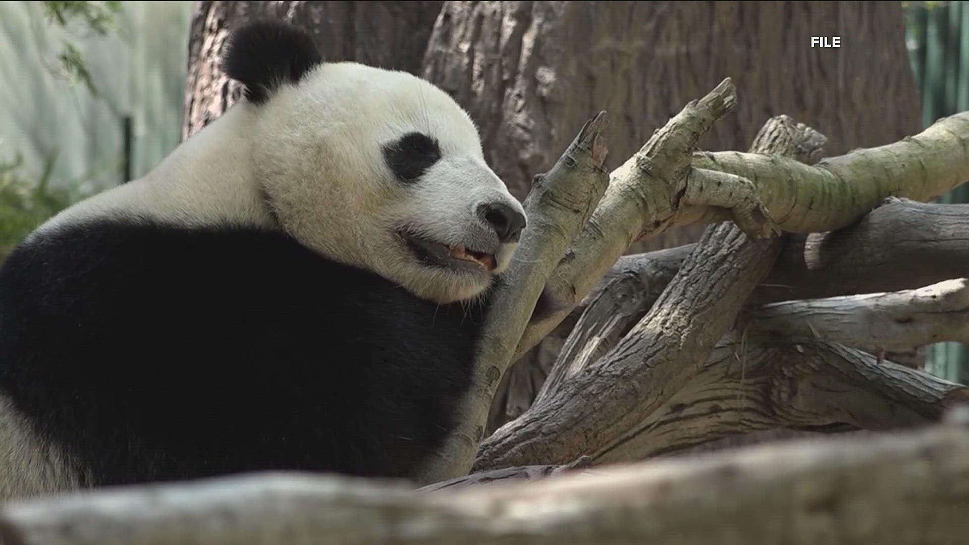 If you’re one of the pandas' faithful fans, you have about three weeks to see these gentle giants.