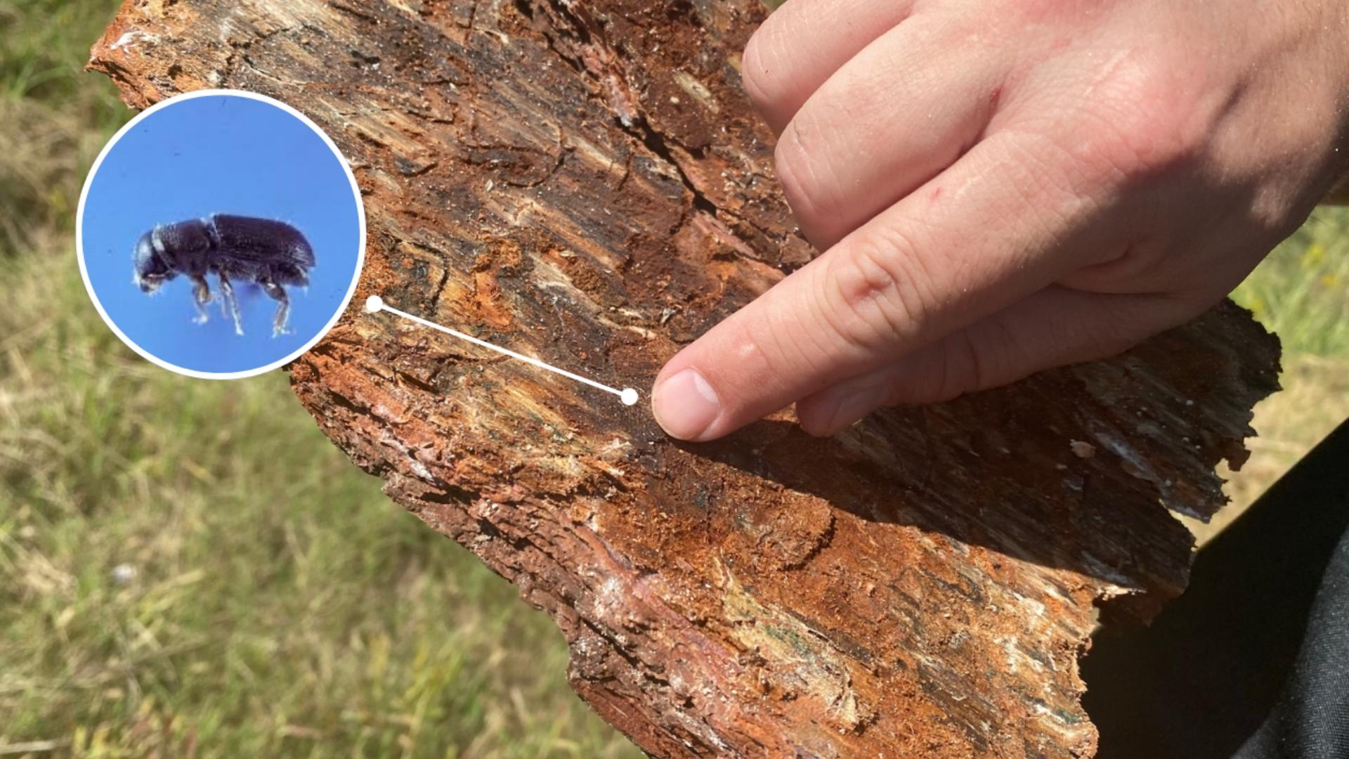 Southern pine beetles are so small you can barely see them, but the havoc they cause is impossible to ignore.