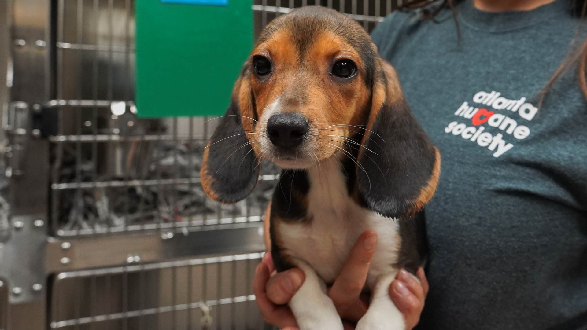 The beagles were relinquished by an animal testing facility.