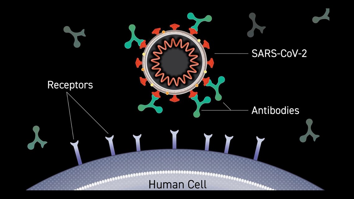 How long do COVID19 antibodies last? It's complicated