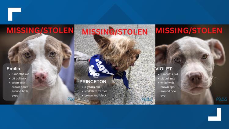 Three dogs stolen in PAWS Atlanta rescue shelter break-in, and one found