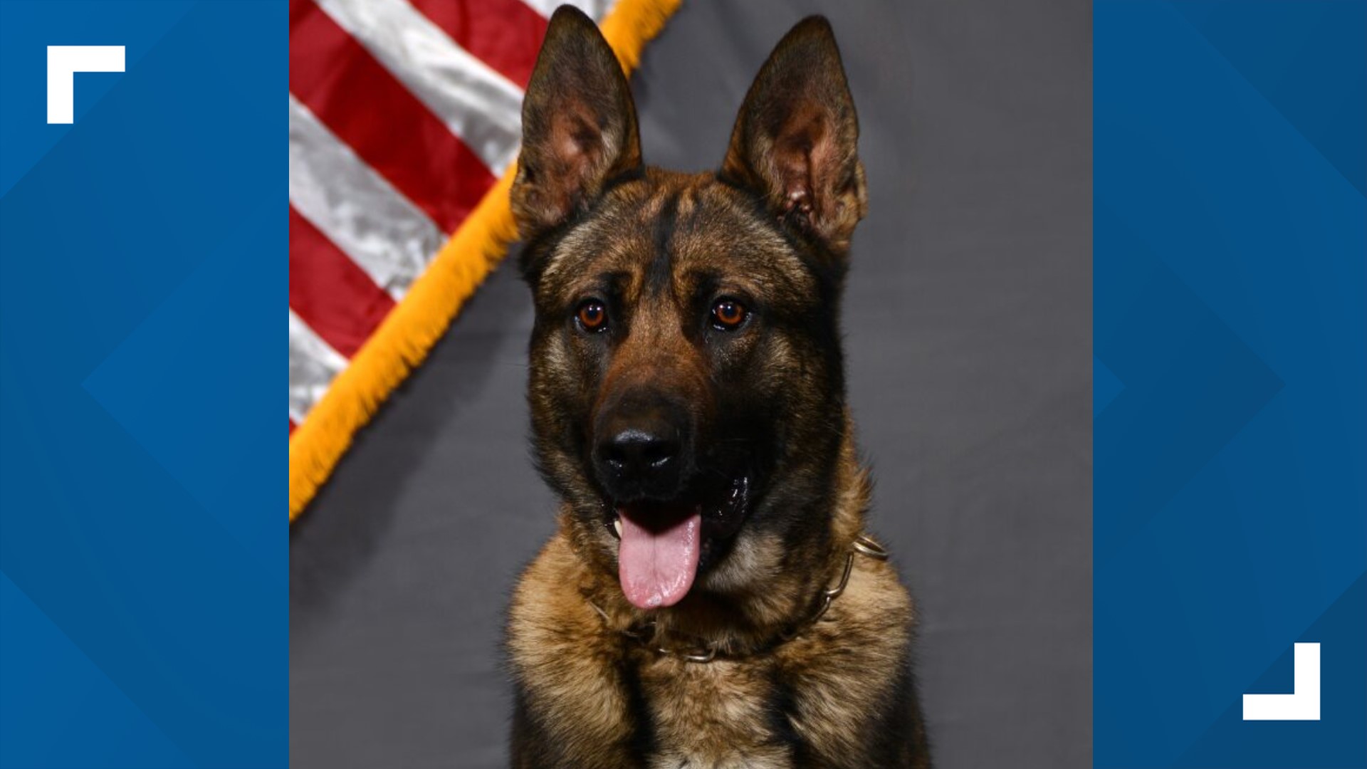 Roswell K9 Officer Edo dies during medical emergency | 13wmaz.com