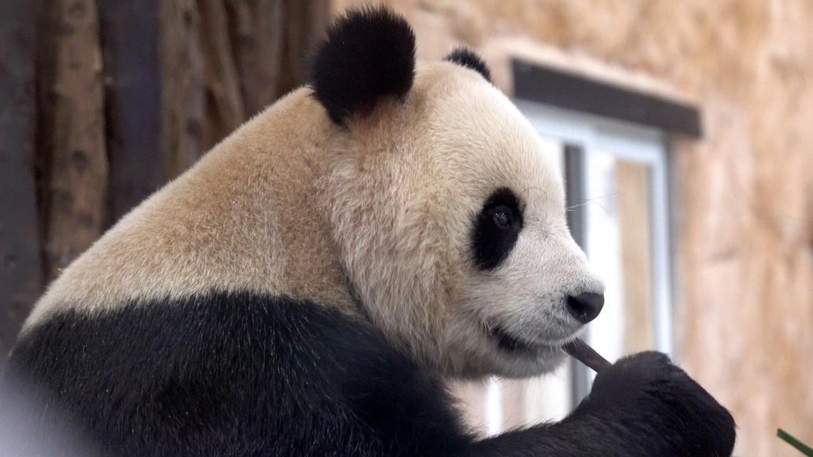 Atlanta only place in US with pandas - Vimarsana News