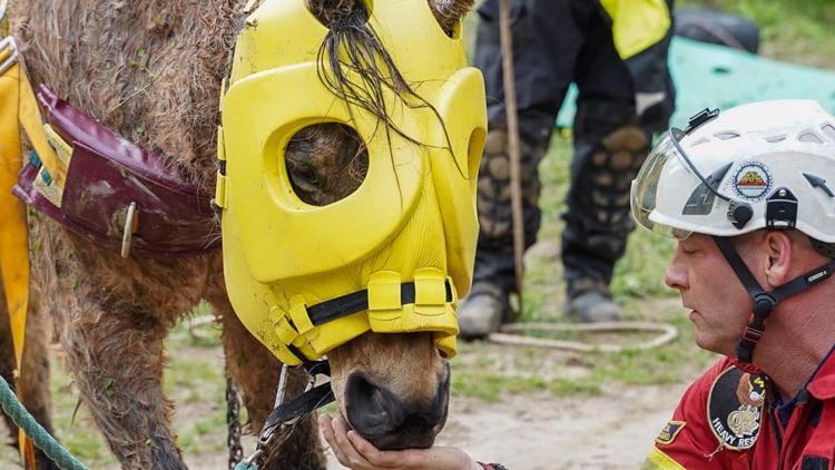Horse dies after being rescued from Powder Springs creek