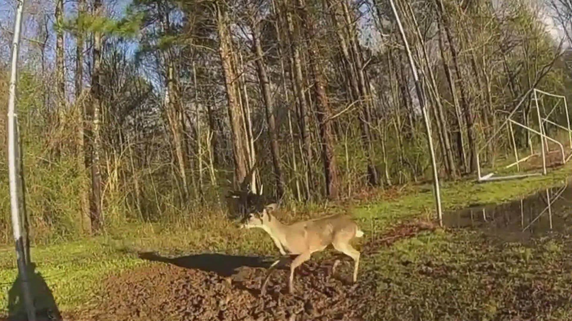 This video from Sandy Springs Police shows officers rescuing a deer in distress that was tangled in a net.
