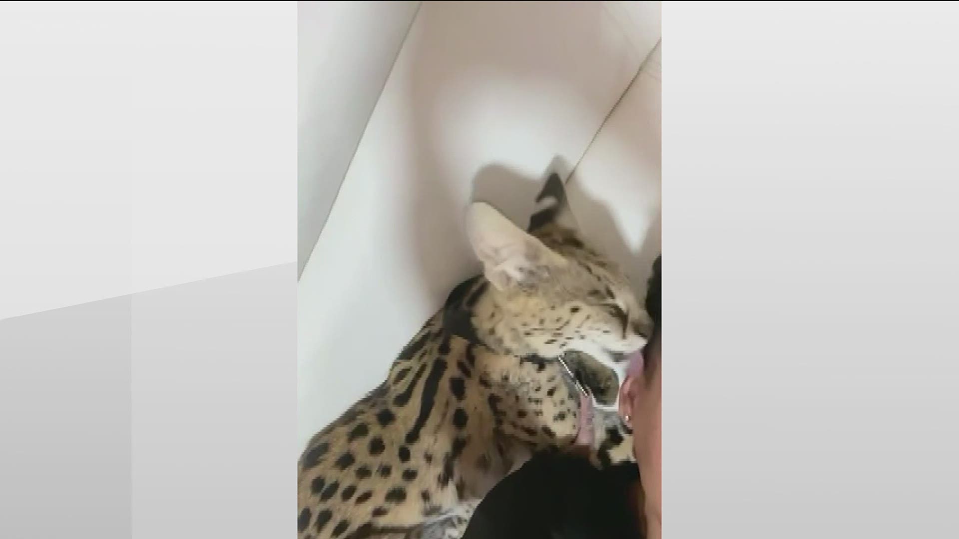 An exotic African cat is now out of an Atlanta home and captured by Georgia's Department of Natural Resources.